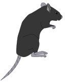 Pour les bons gros rats